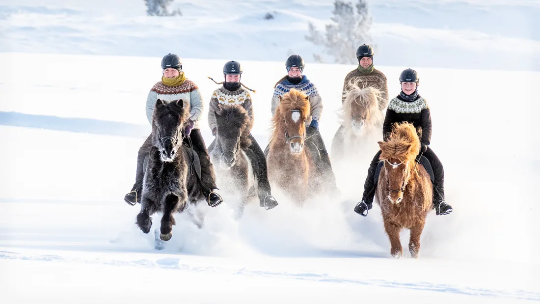 Five riders galloping through deep snow on Icelandic horses, wearing colorful Icelandic sweaters