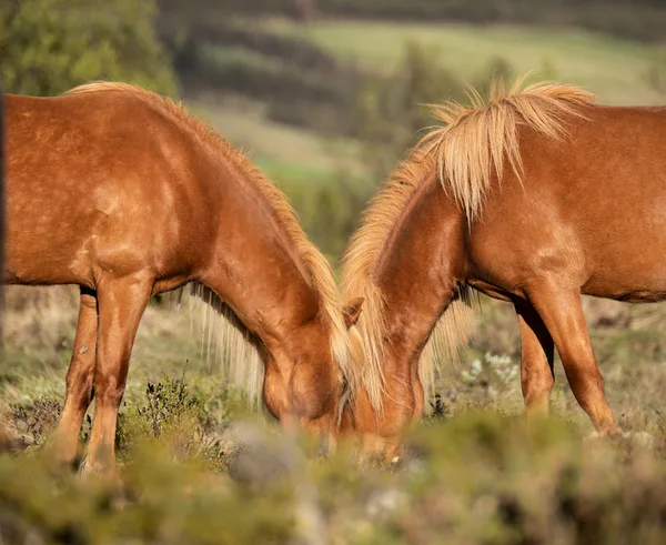 Two Icelandic horses grazing nose-to-nose in a mountain meadow