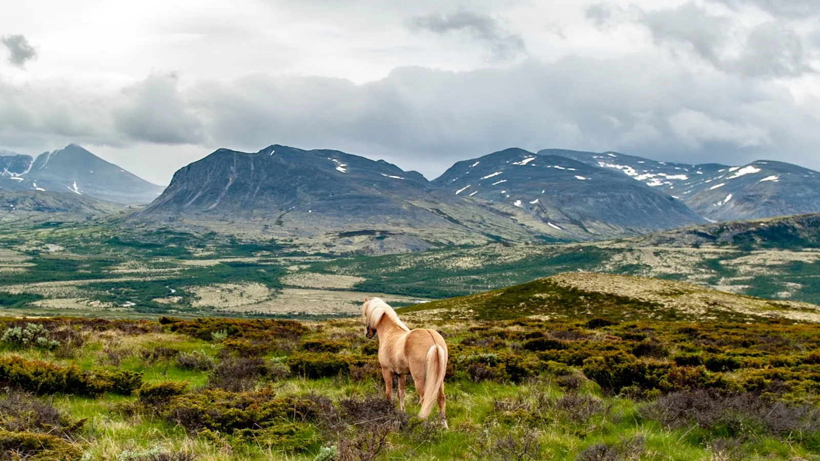 An Icelandic horse standing on a mountain plateau looking towards the peaks of Rondane National Park under dramatic clouds