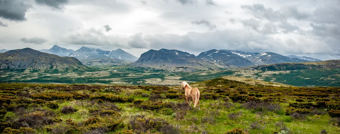 Panoramic view of a lone Icelandic horse on a vast mountain plateau with the full Rondane mountain range stretching across the horizon