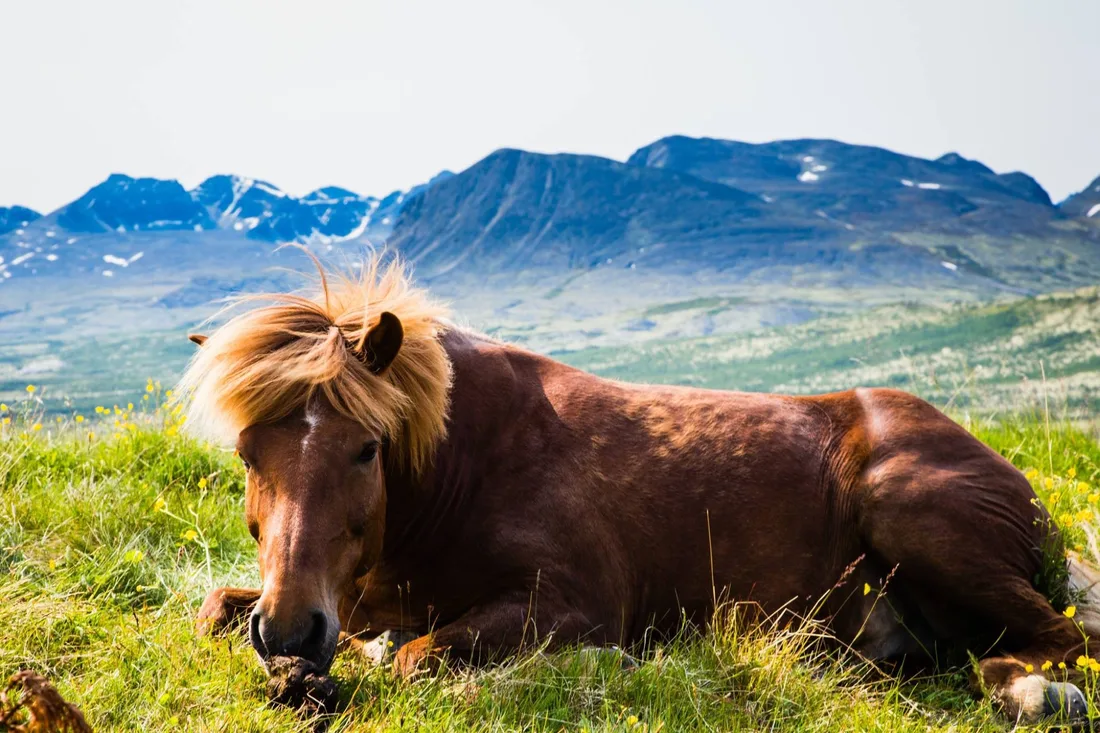 An Icelandic horse resting peacefully on a green mountain slope with the peaks of Rondane in the background