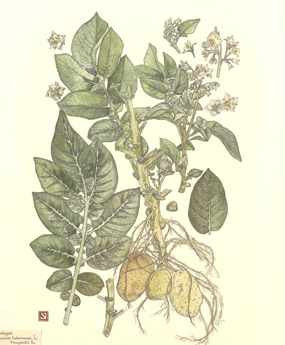Detailed botanical illustration of the potato plant (Solanum tuberosum) showing leaves, flowers, roots, and tubers
