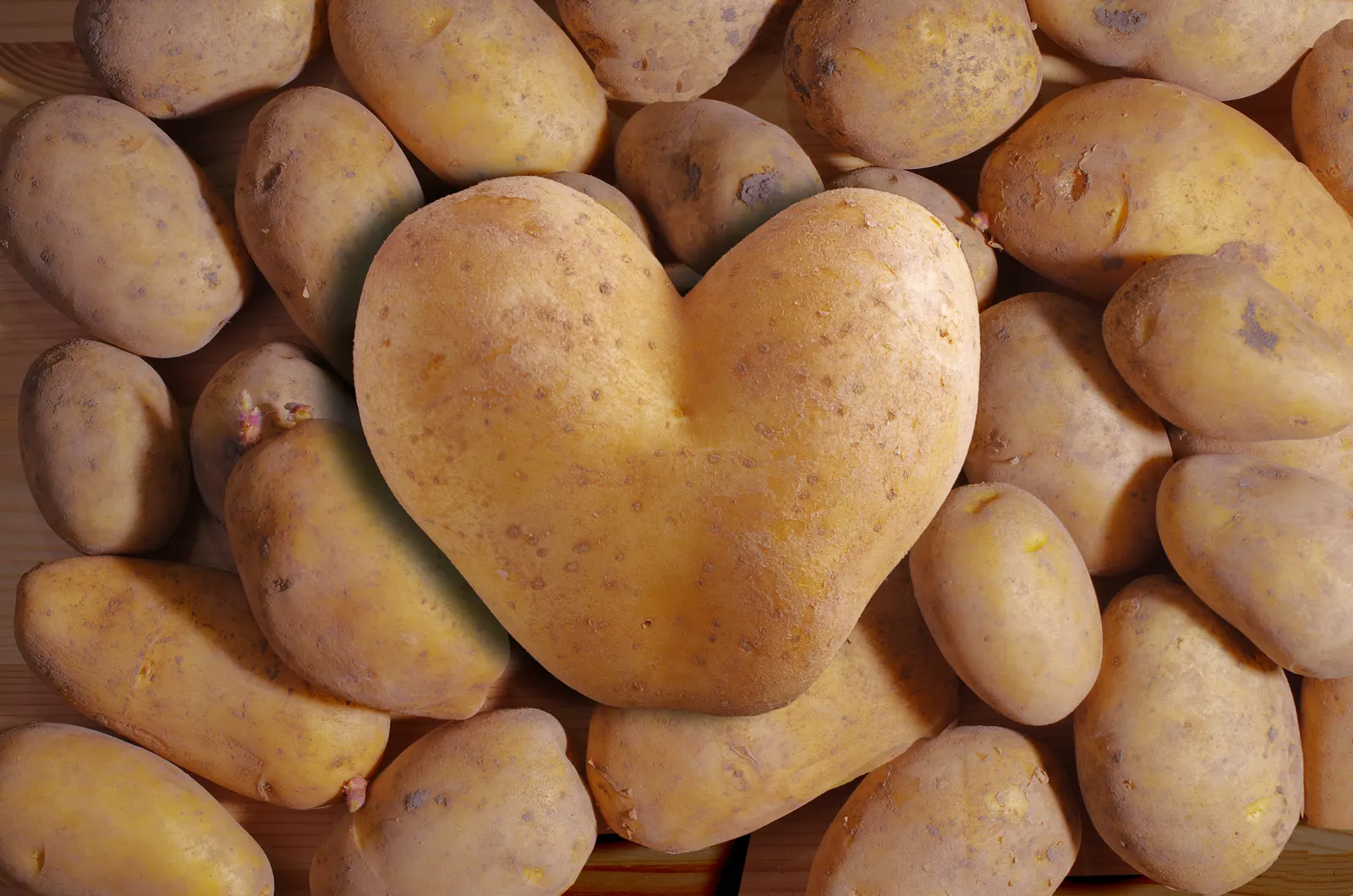 A basket of freshly harvested potatoes with a small spade in the garden soil