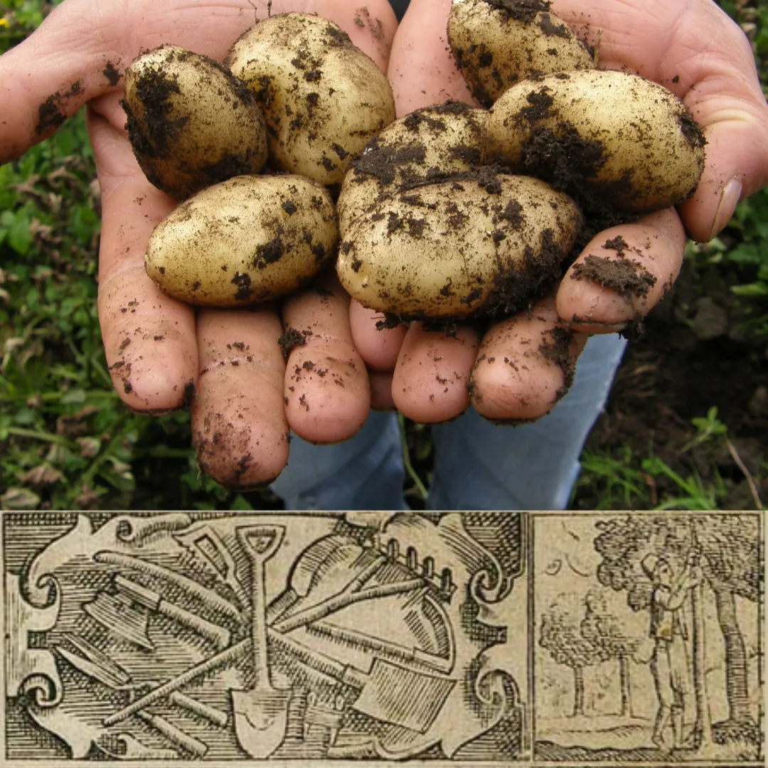 Montage of historical potato harvesting scenes and the frontispiece of Horticultura, Norway’s first gardening book from 1694