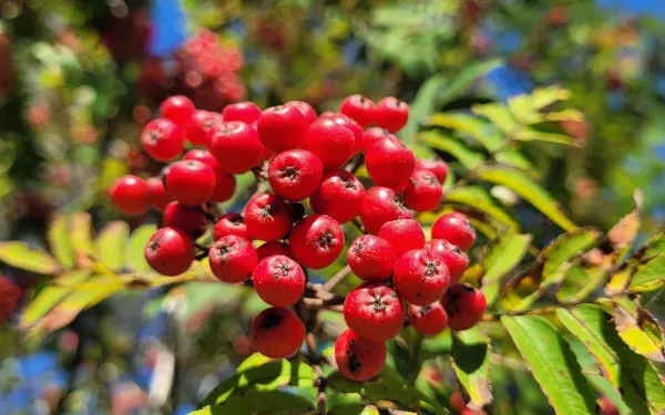 Clusters of bright Norwegian rowanberries in late summer