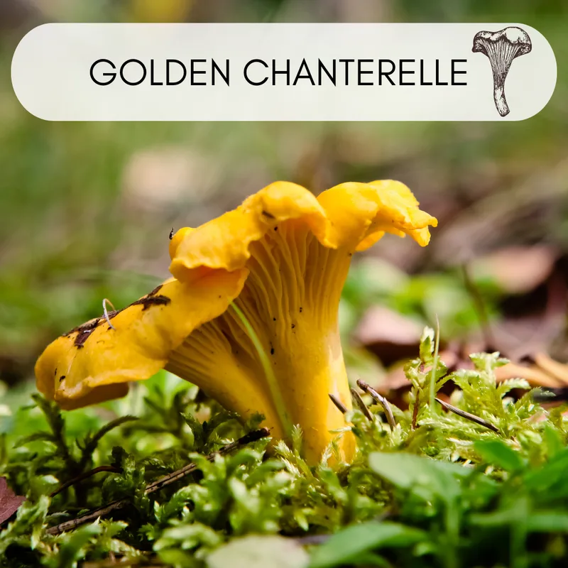 Golden chanterelle mushroom with its characteristic wavy yellow cap and ridged underside