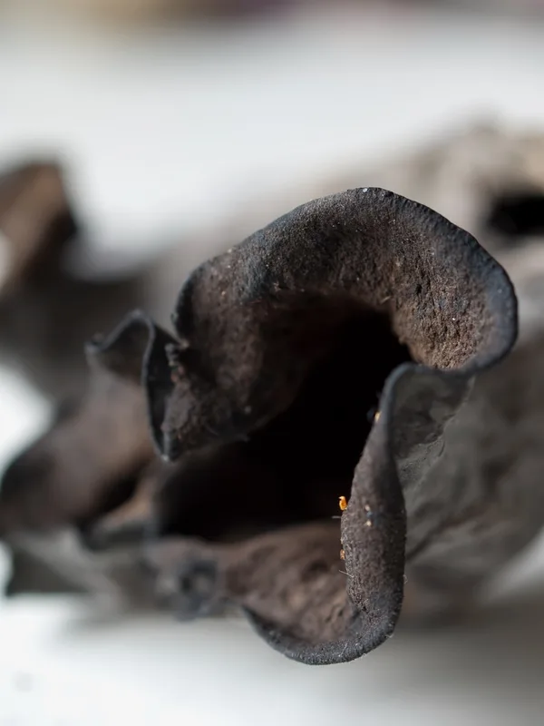 Close-up of dried black trumpet mushrooms with their distinctive dark, curled shapes