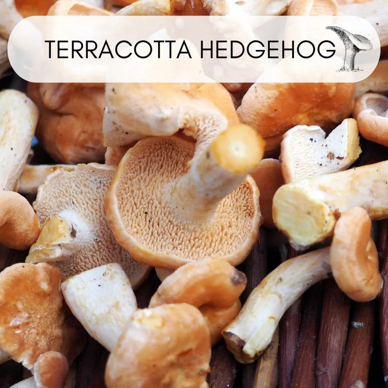 Terracotta hedgehog mushroom with reddish-yellow wavy cap showing spiky underside