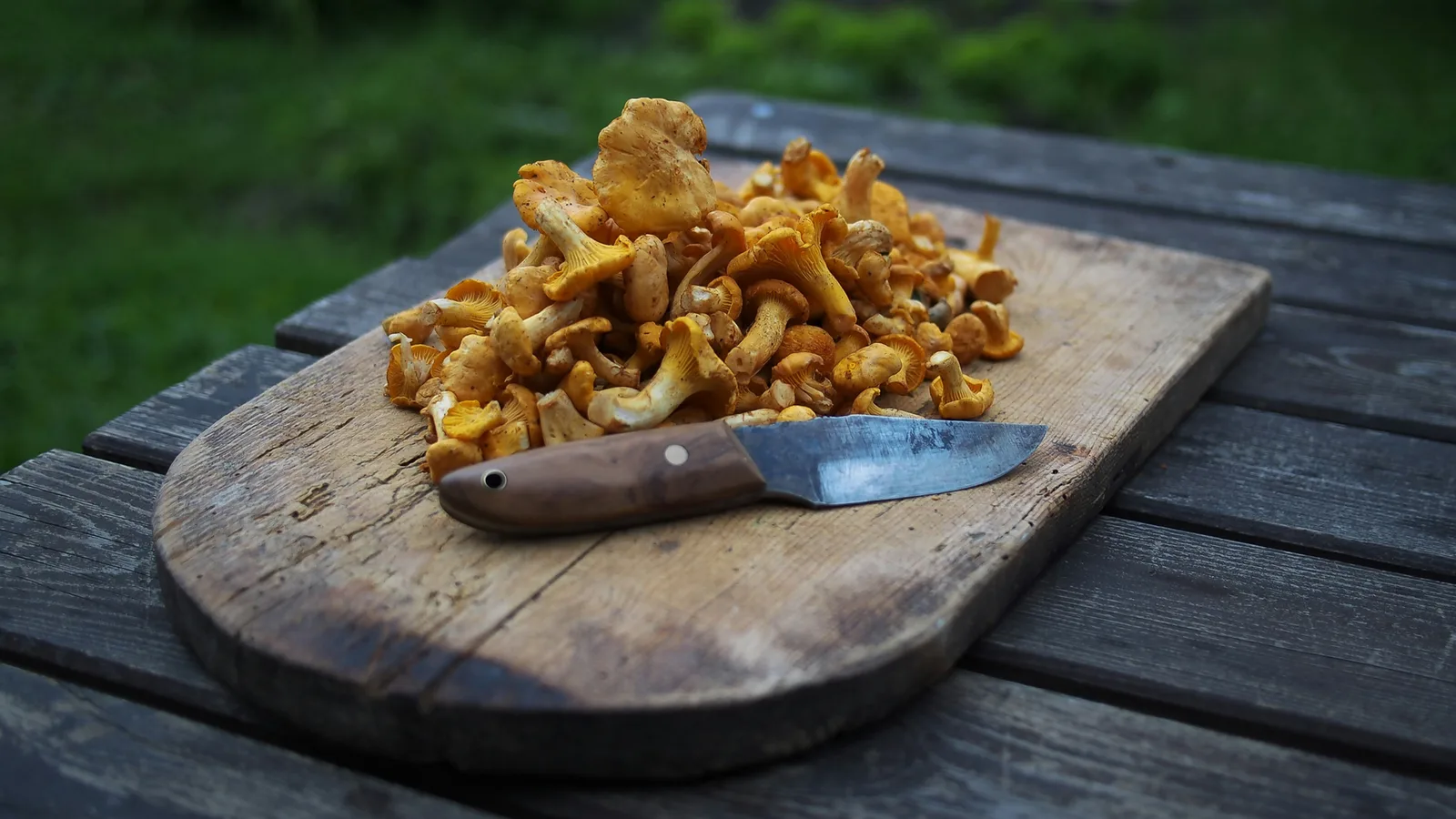 Basket and knife with freshly foraged mushrooms in a Norwegian forest