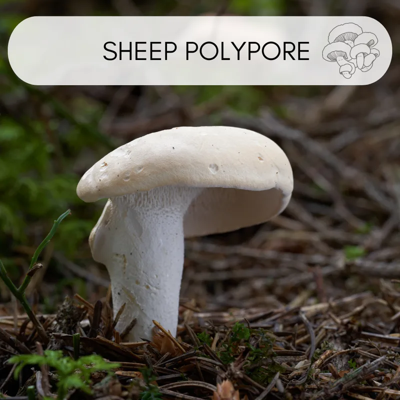 White sheep polypore mushrooms growing in a cluster on mossy forest floor