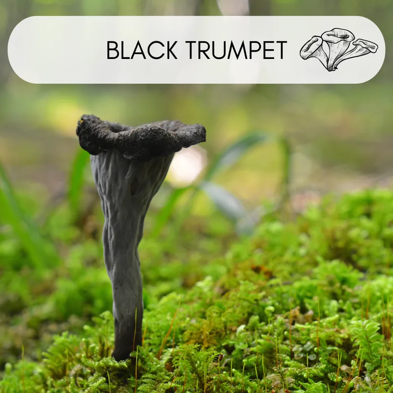 Black trumpet mushroom with dark funnel-shaped cap and velvety surface