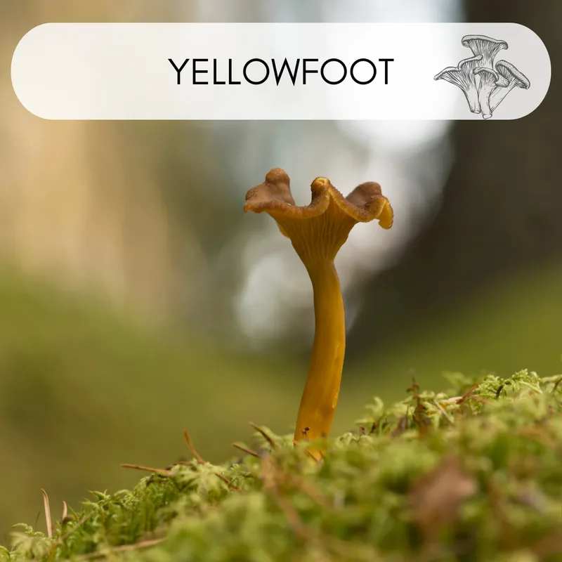 Cluster of yellowfoot chanterelles with brown funnel-shaped caps and yellow stems