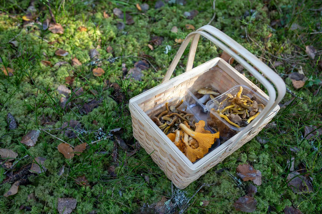 A wooden basket filled with freshly foraged mushrooms on a mossy forest floor