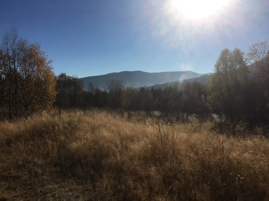 Autumn view of the Reveskogen hillside with mountain backdrop and golden grass in the foreground