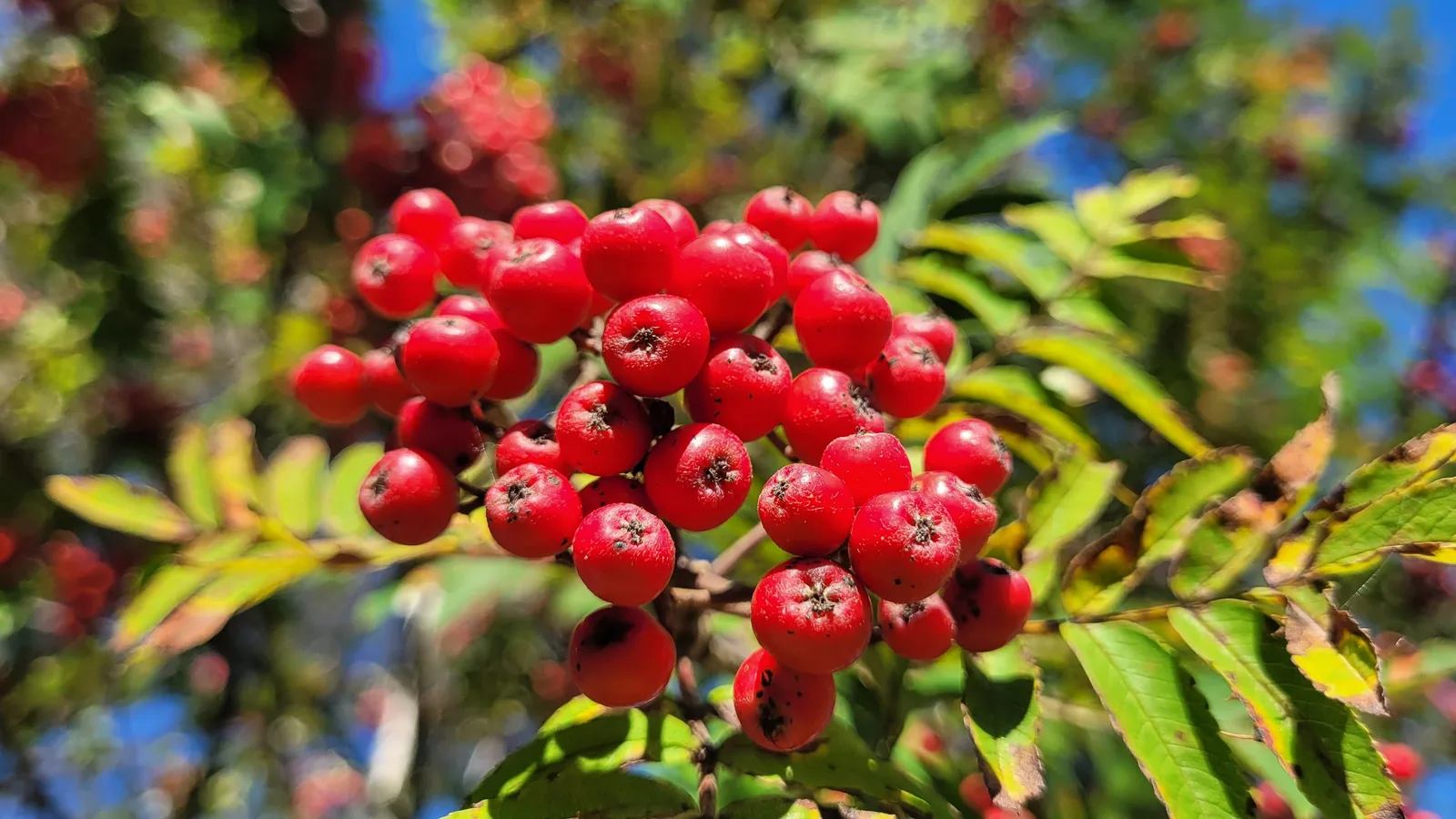 Bright orange-red rowanberries in a cluster against green leaves and blue sky