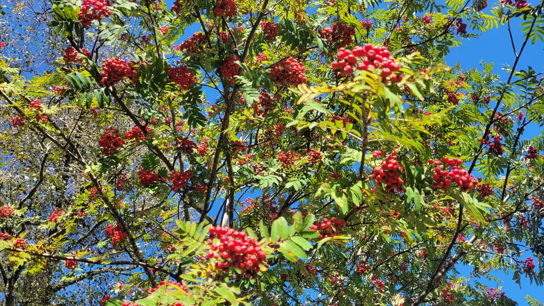 Rowan tree loaded with clusters of bright red berries against a blue autumn sky