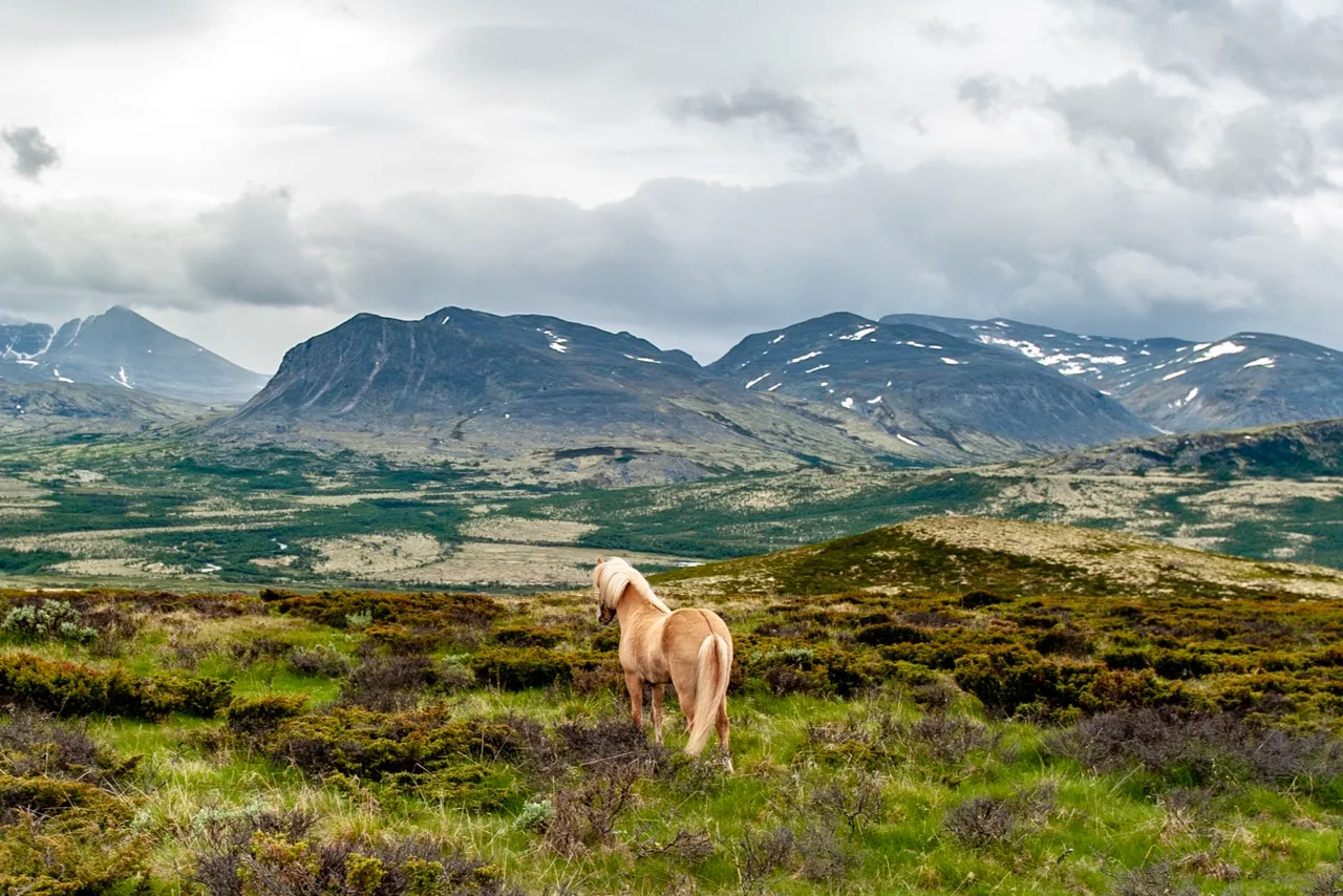 A horse standing in mountain heath with the peaks of Rondane National Park in the background