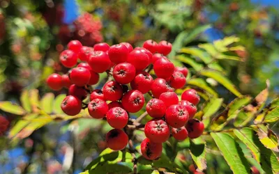 Clusters of bright red rowanberries