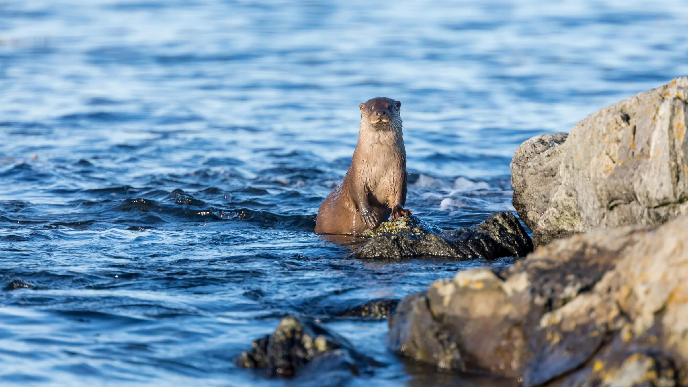 An otter resting at the water’s edge along the Norwegian coast