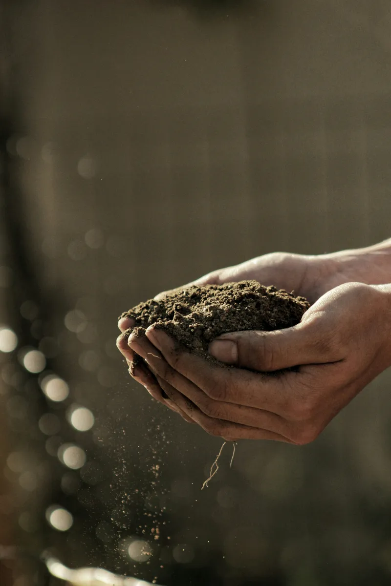 Hands holding rich dark soil, symbolising organic agriculture and composting