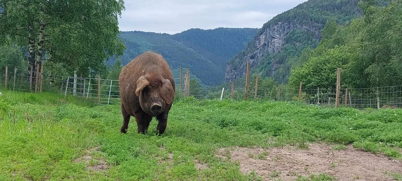 Close-up of Mangalitsa wool pigs resting together, their curly coats and friendly faces showing their gentle temperament