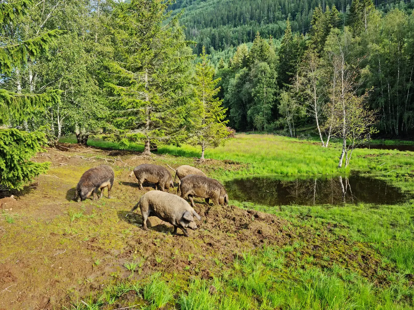 A herd of curly-coated Mangalitsa wool pigs rooting in the earth beside a small pond, surrounded by spruce and birch trees in the lush Setesdal forest