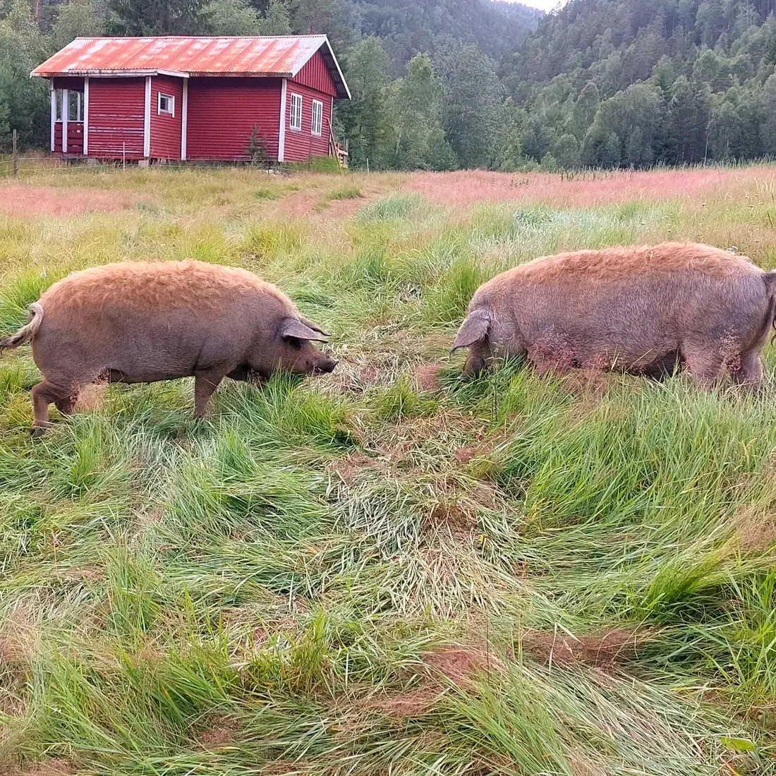 Two Mangalitsa wool pigs grazing in tall grass in front of a red wooden farmhouse in Setesdal