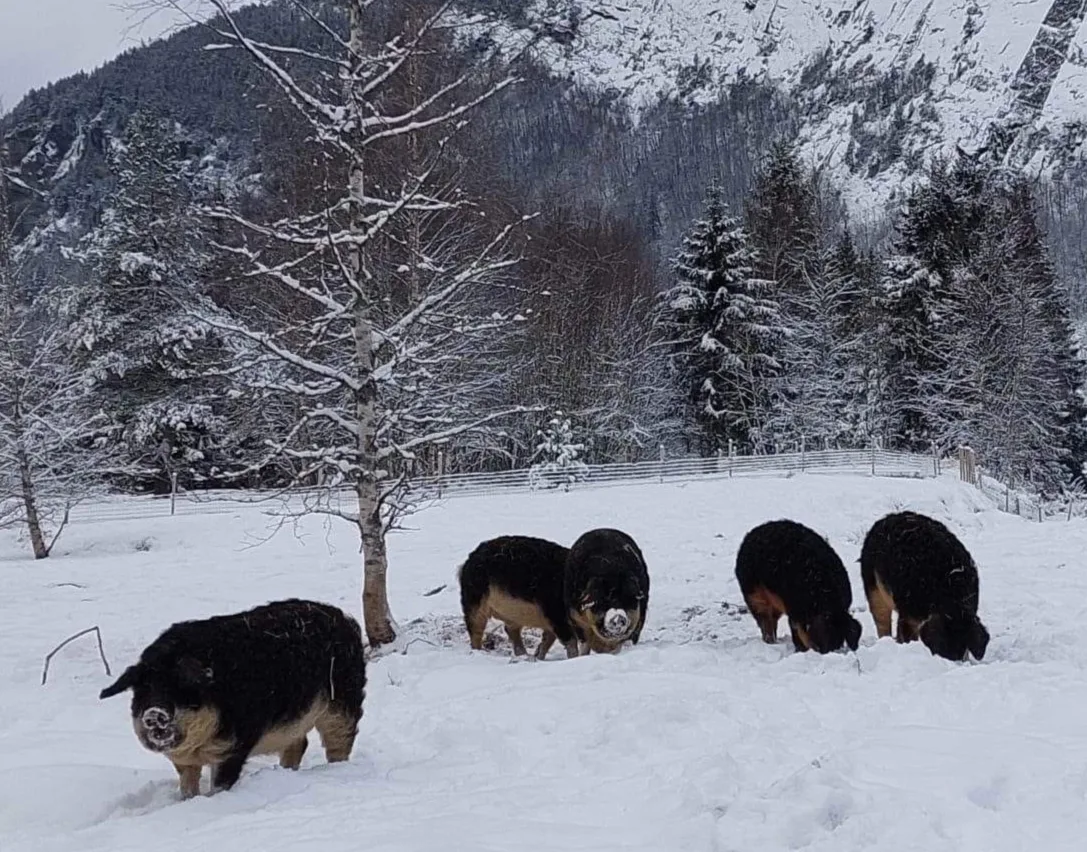 Mangalitsa wool pigs exploring a snowy winter landscape in Setesdal, their curly coats dusted with snow