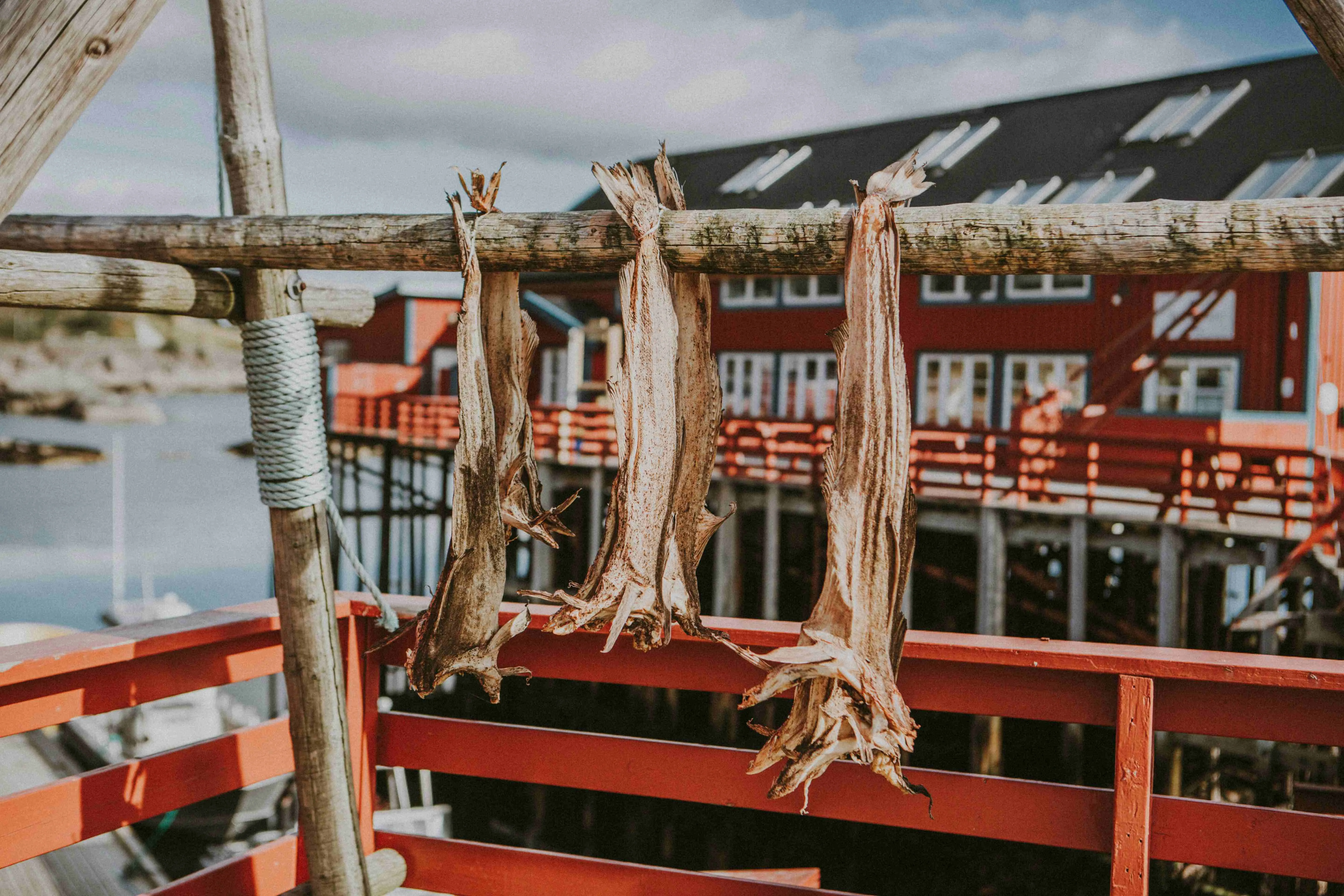Stockfish drying on racks