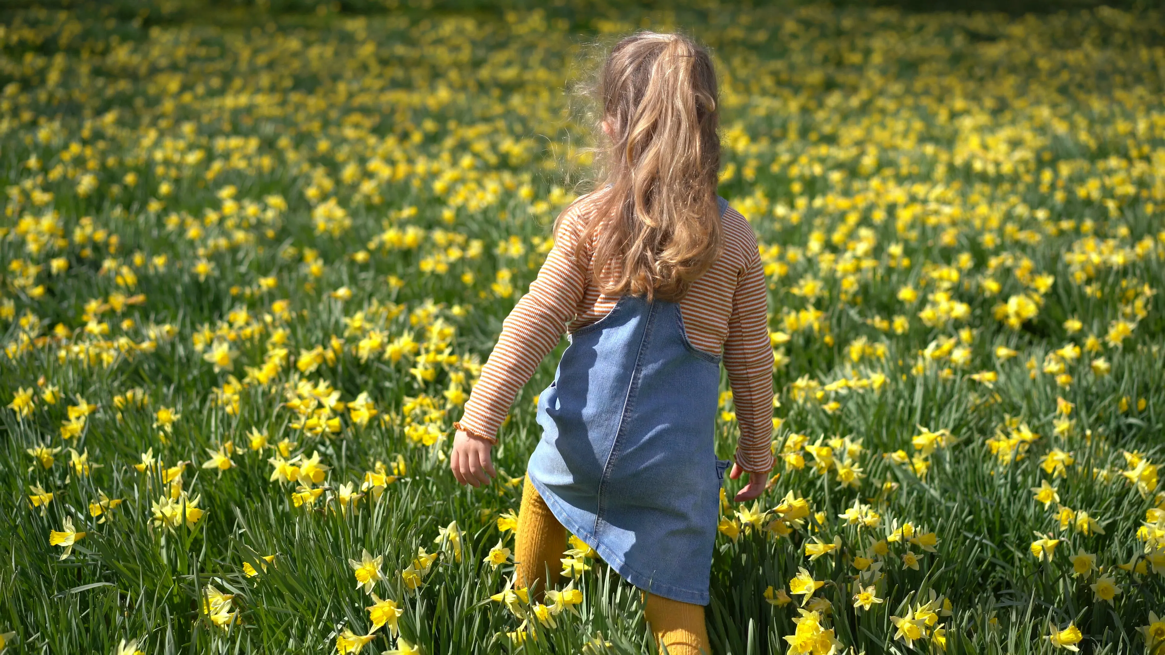 Girl in a field of daffodils beside the church at Gossen, Aukra
