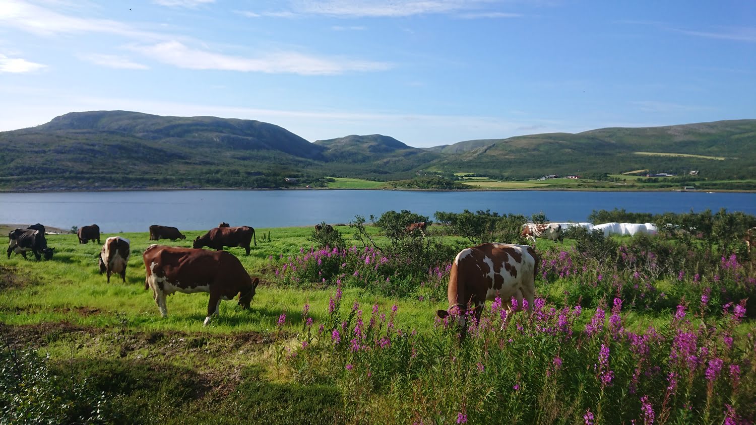 Bekkarfjord village and pastures in northern Norway
