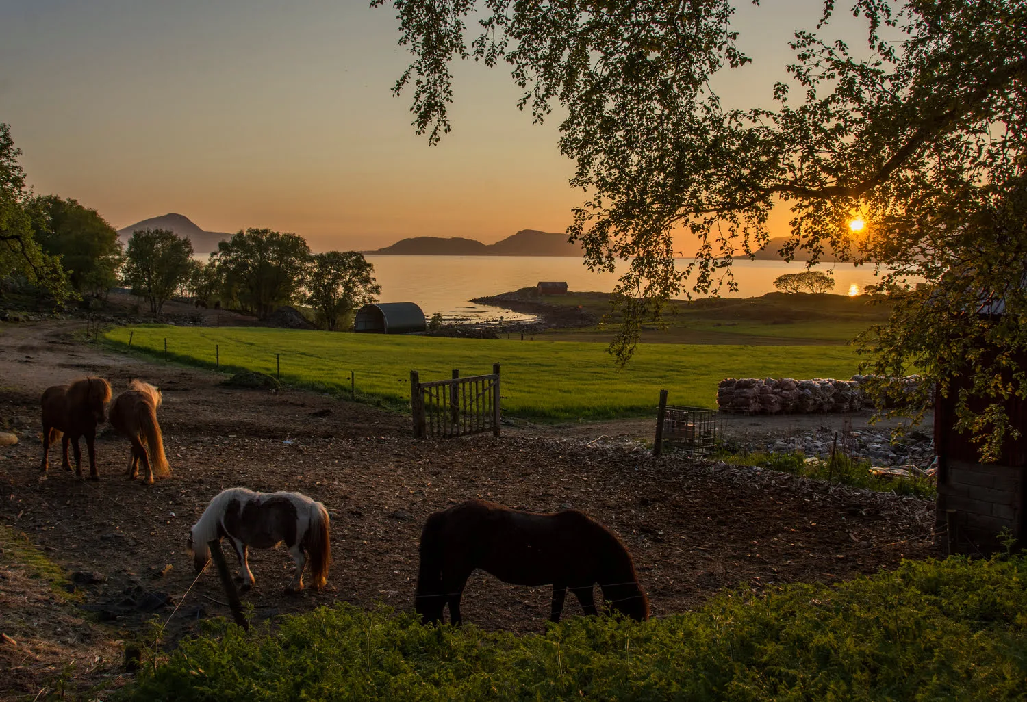 Horses at sunset