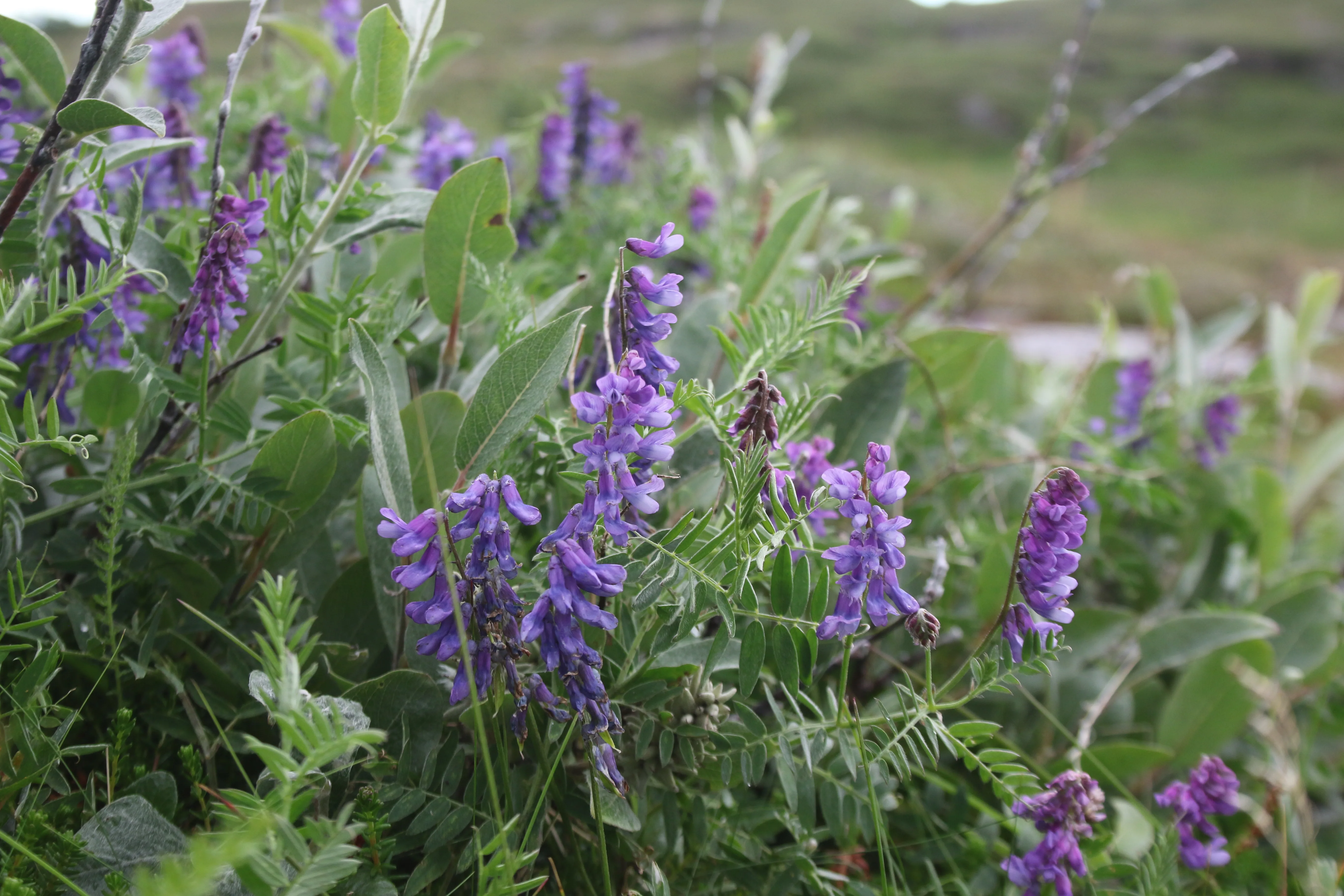 Snow-covered Bugøynes
