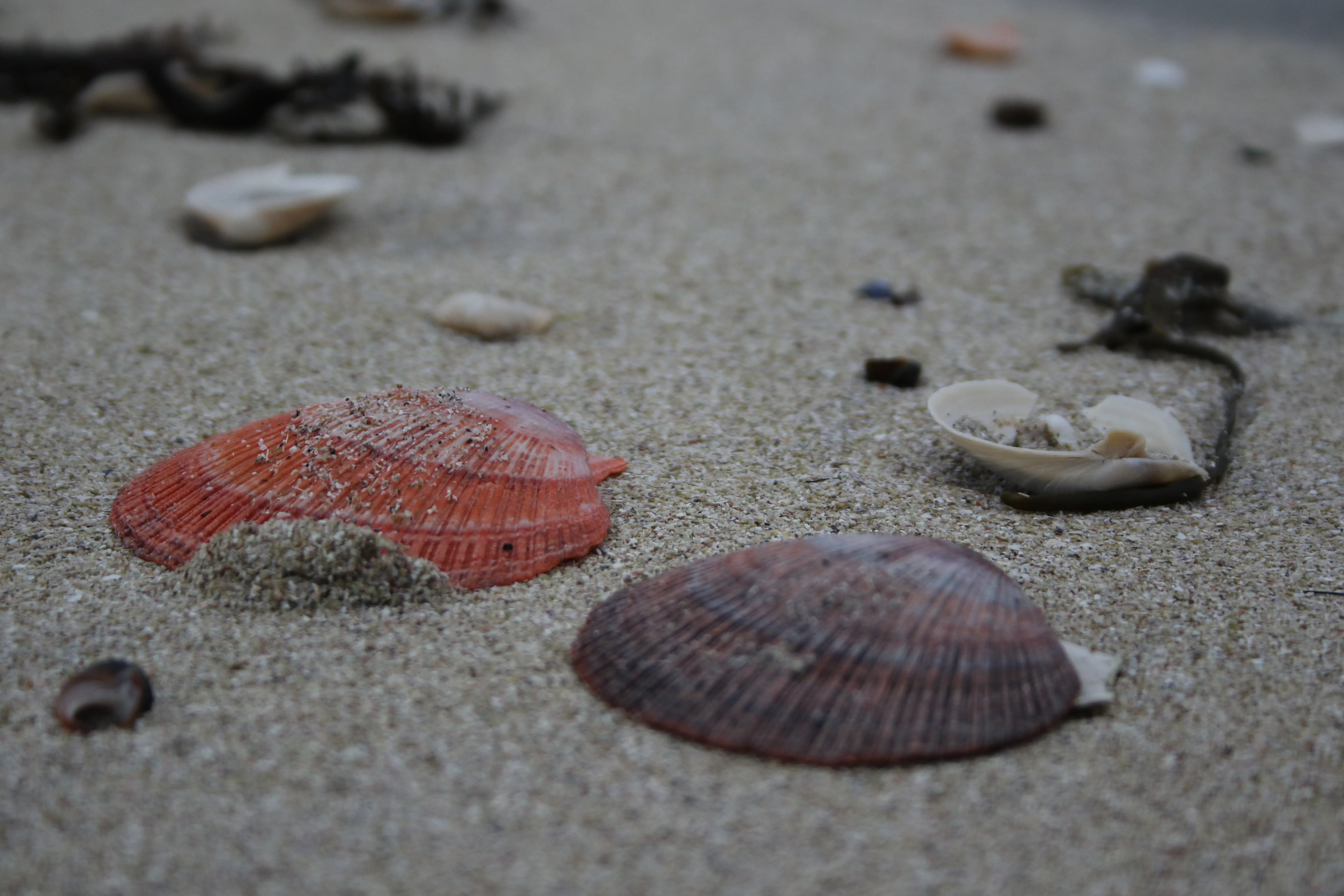 Winter scenery in Bugøynes