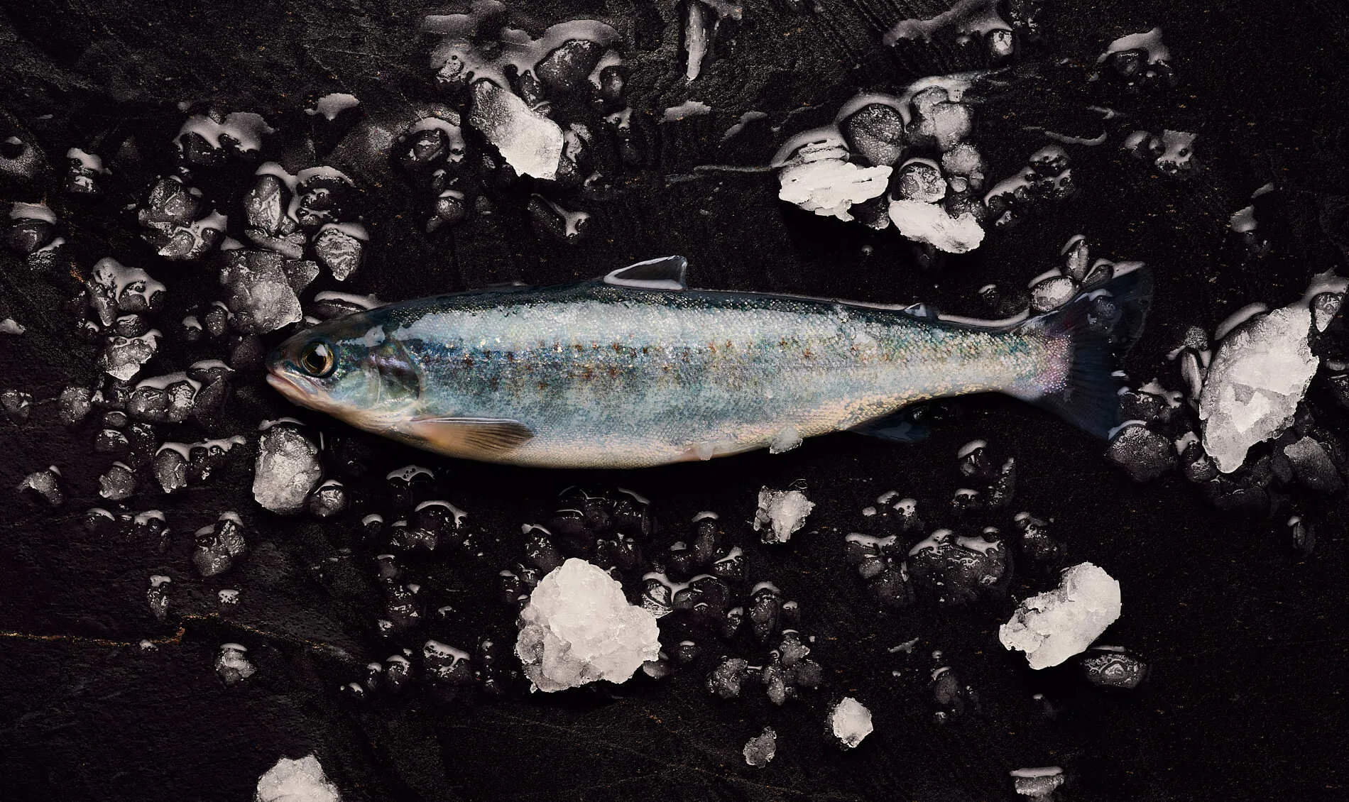 Bleke fish from Byglandsfjorden