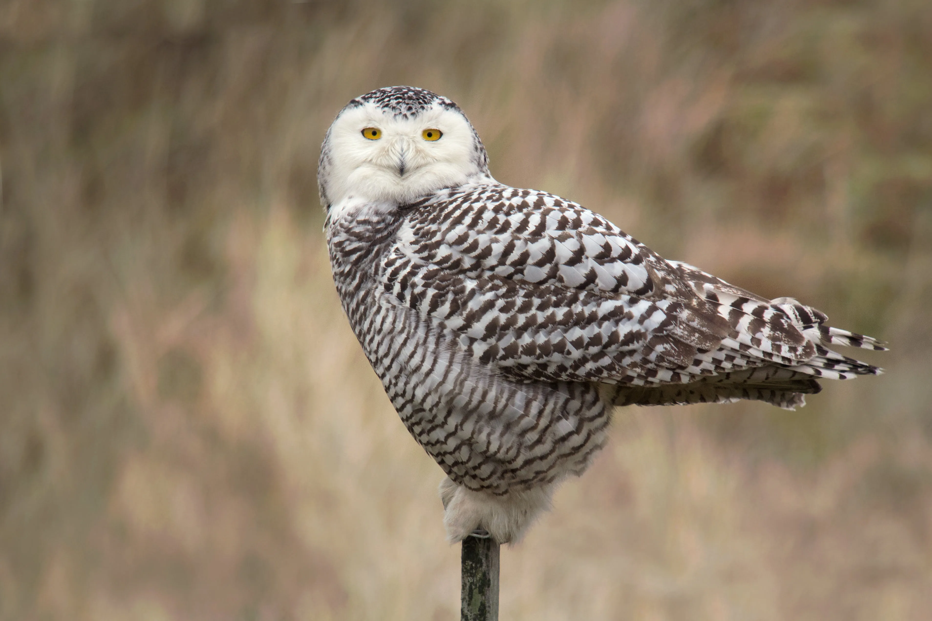 Snowy owl at Ekkerøy