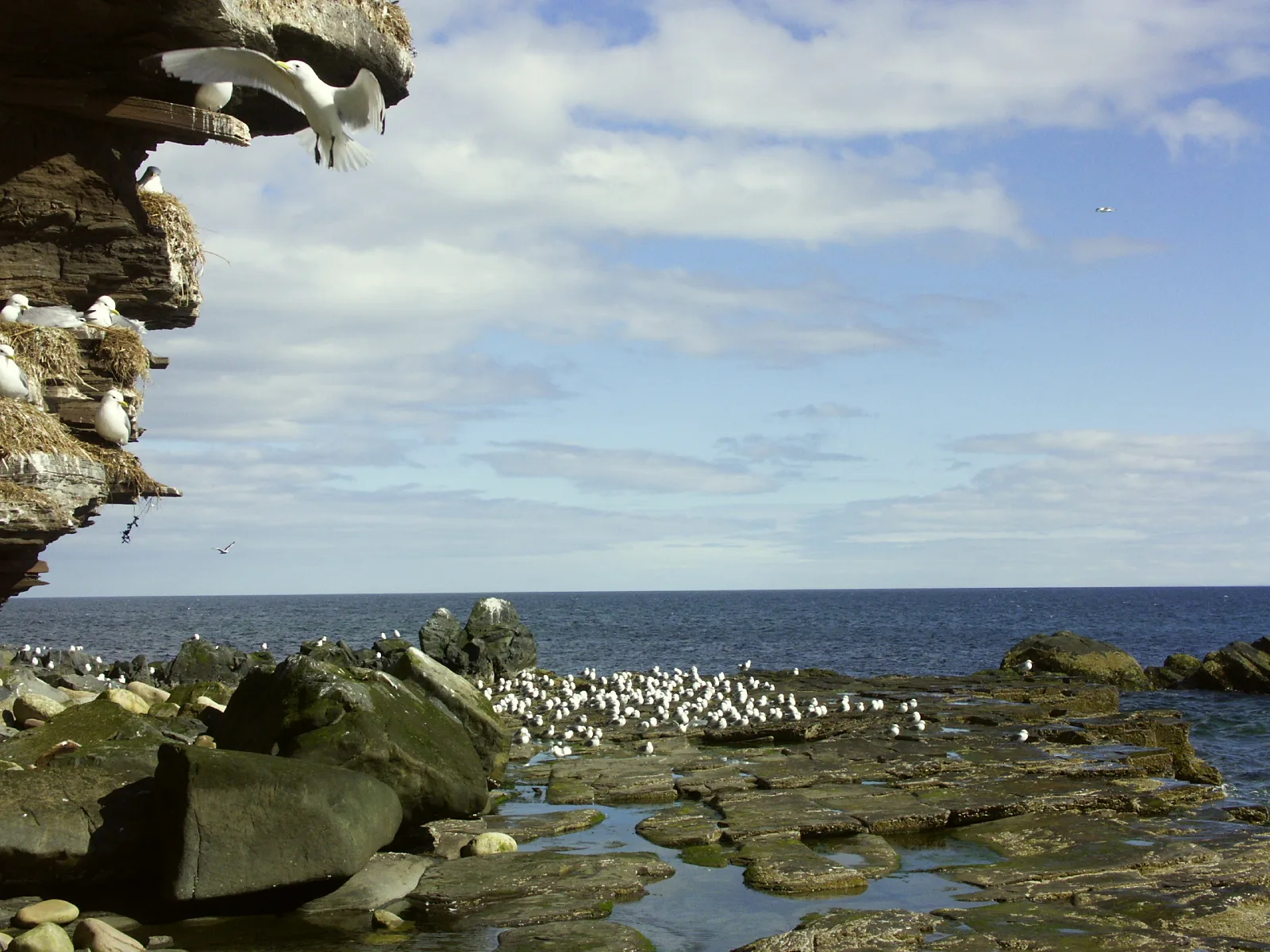 Seagulls at Ekkerøy bird cliff