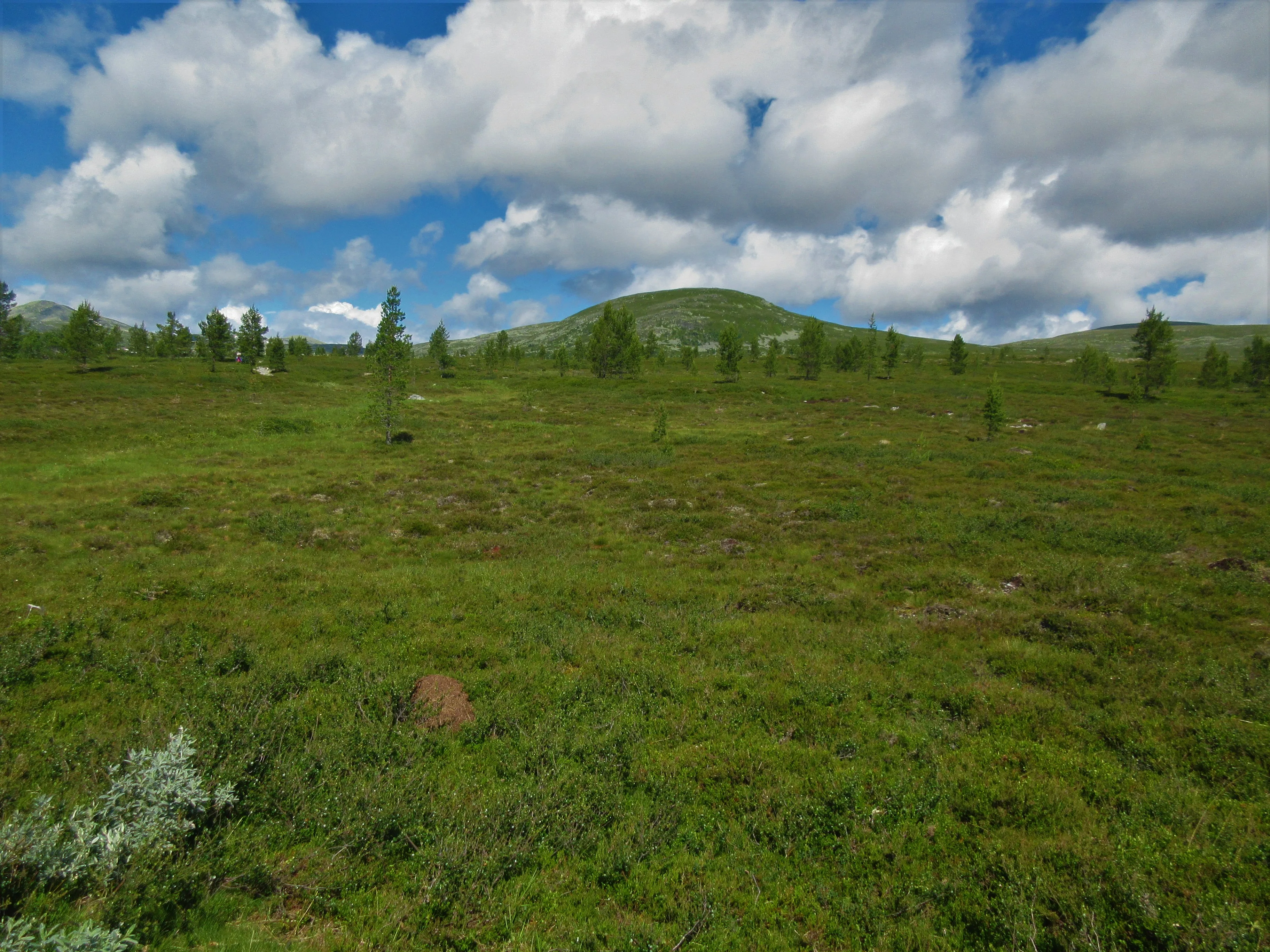 Open mountain tundra in Femundsmarka National Park, Engerdal