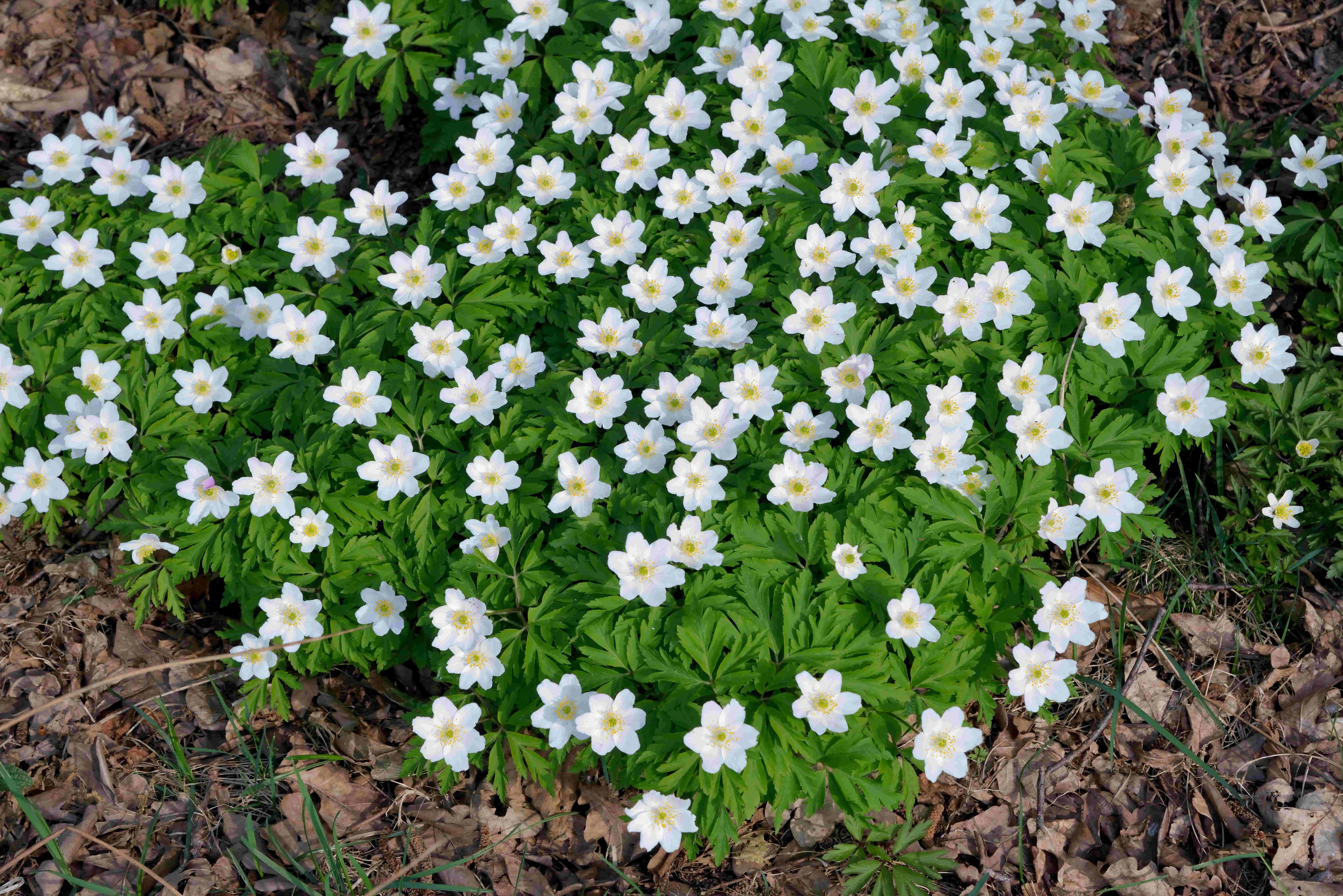 Wood anemone, the municipality flower of Kvinesdal
