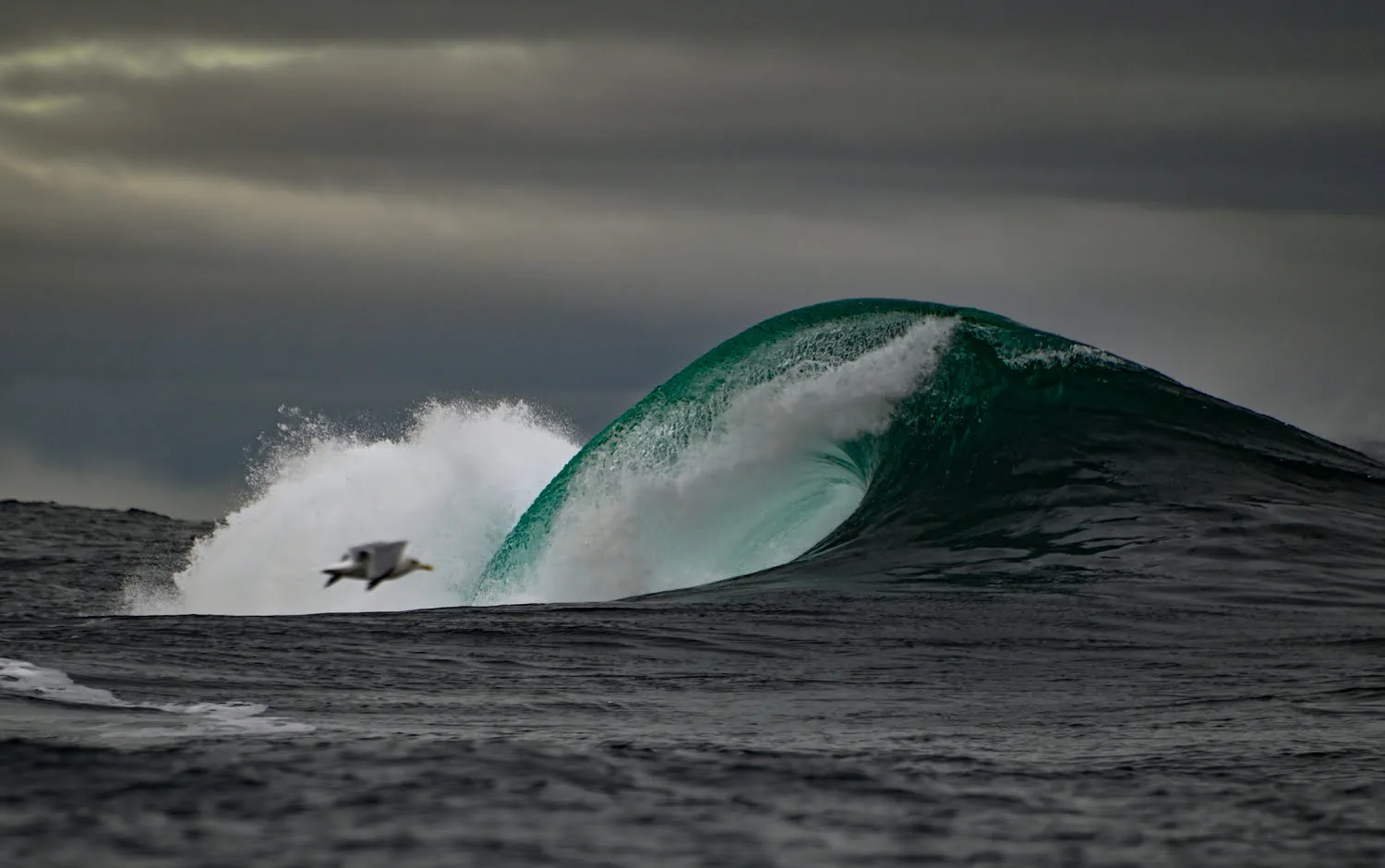 A seagull in the foreground and a huge wave in the background