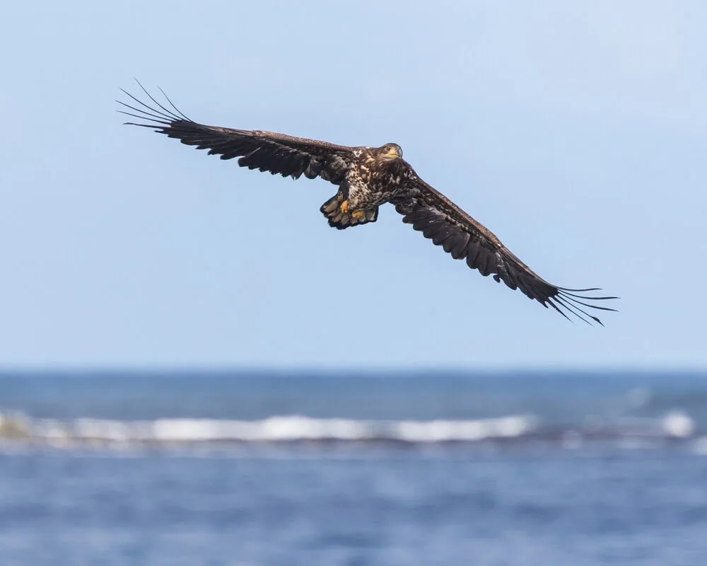 Scenic panoramic view of Flemsøya coastline