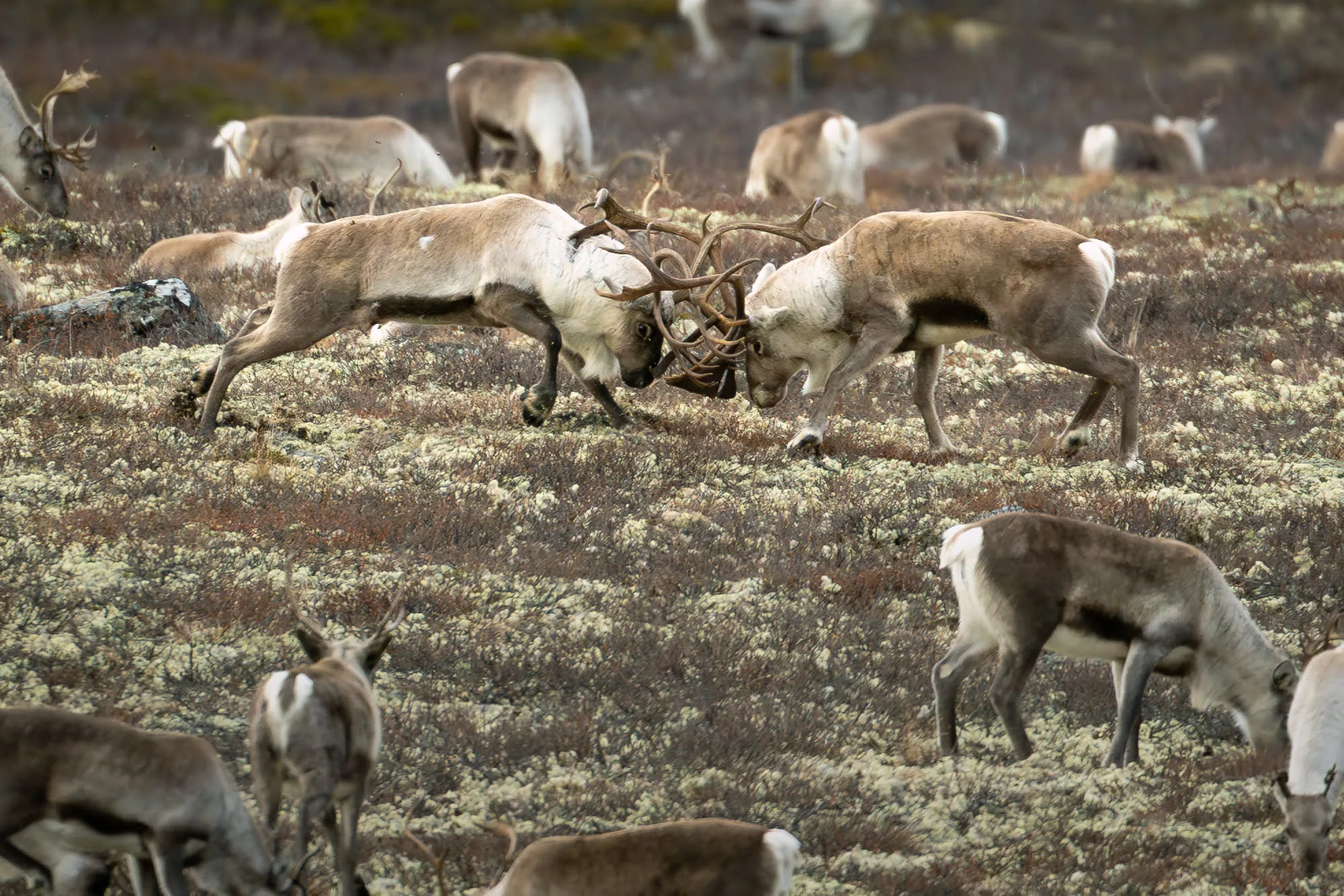 Wild reindeer in the mountains near Folldal