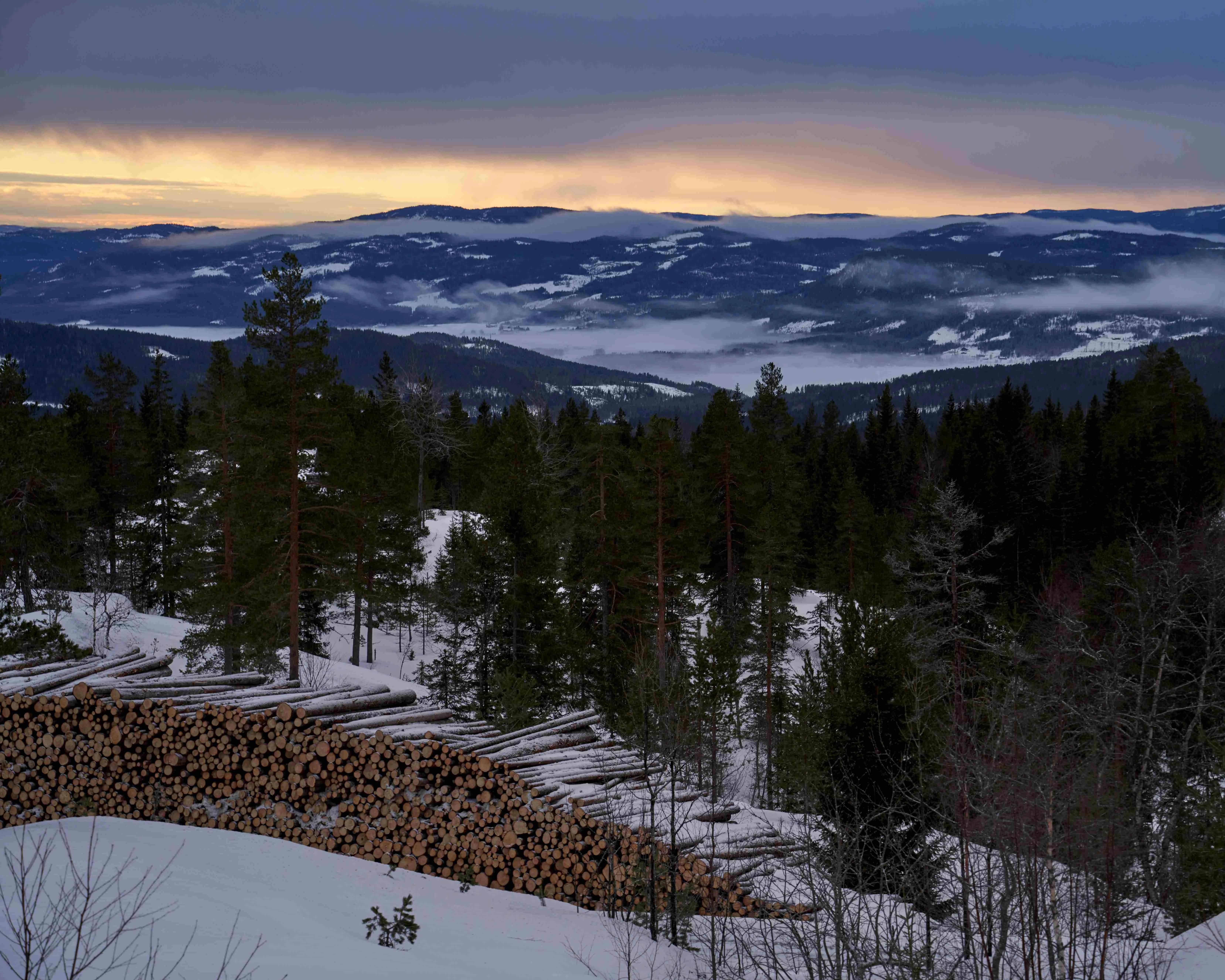 Snowy forest near Krøderen