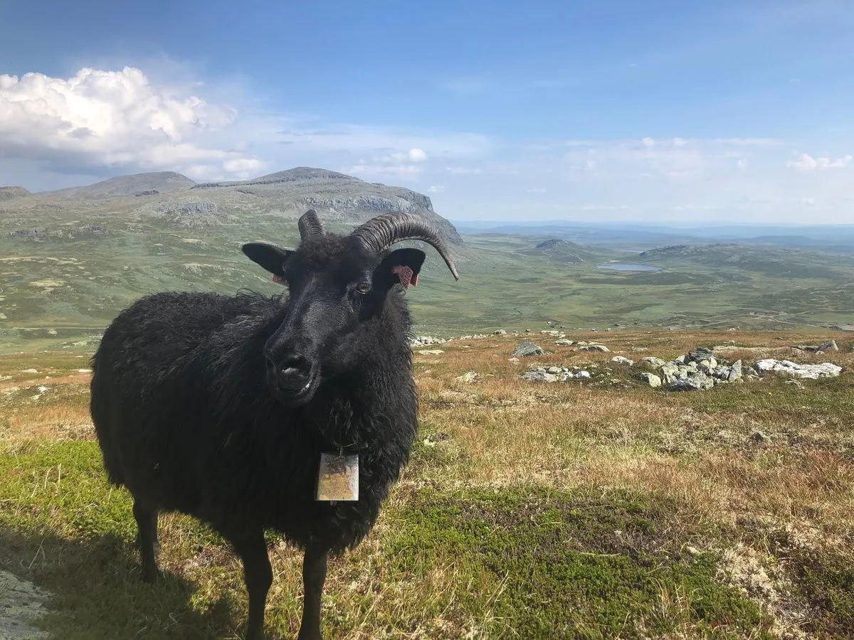 Sheep on the mountain