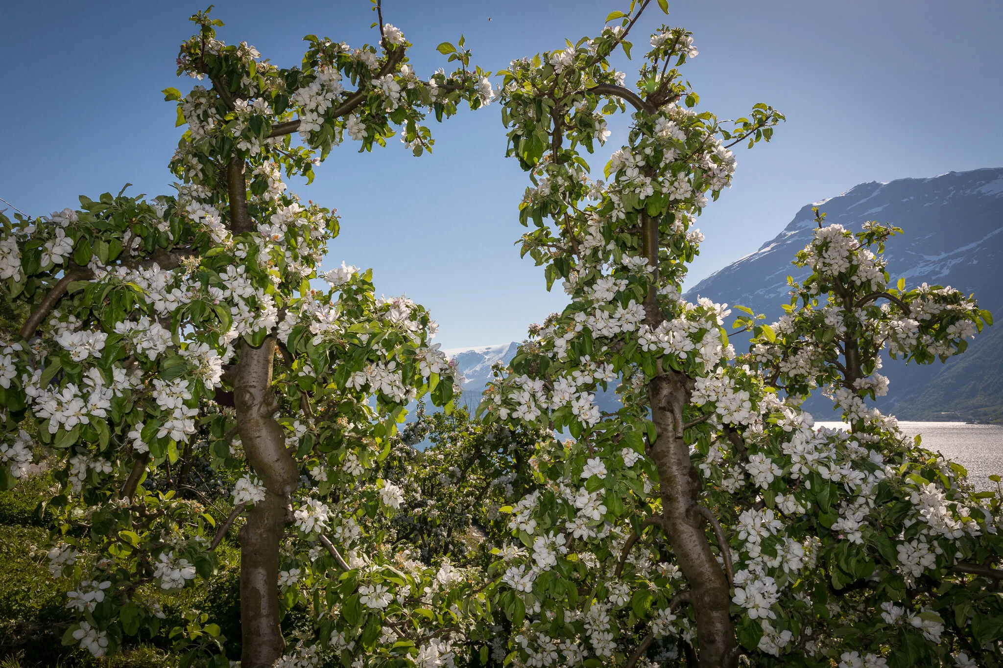 Spring blossoms along the Sørfjorden in Hardanger
