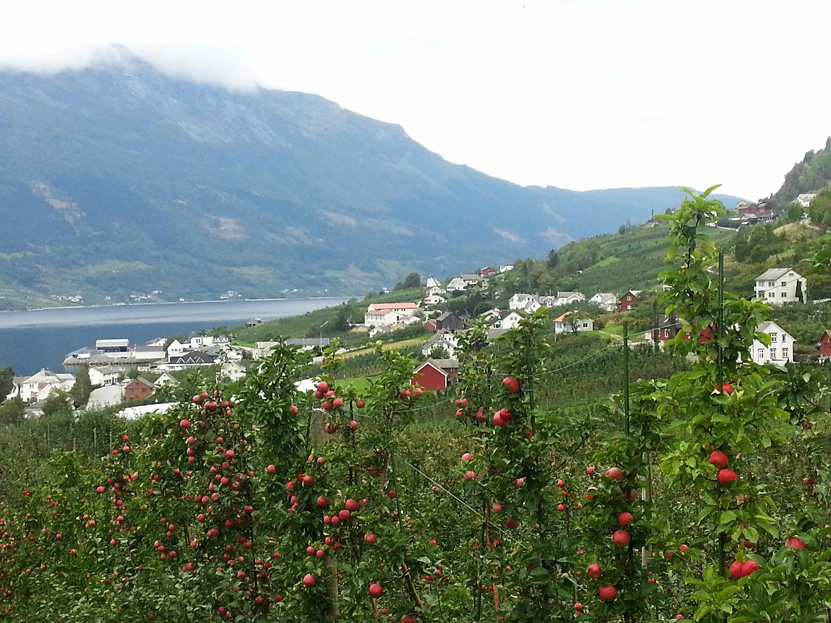 Lofthus orchards with apple trees and mountain backdrop