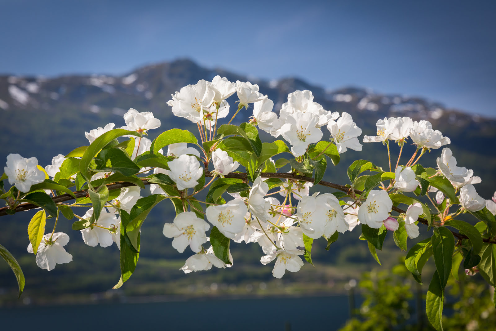 Lofthus village with apple orchards along the Hardangerfjord