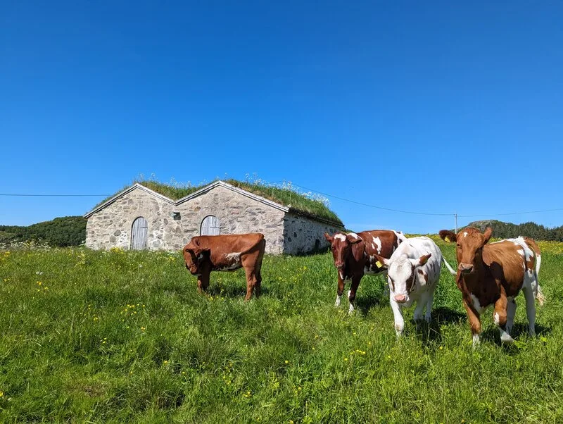 Cows grazing by unique historic buildings on Løkta