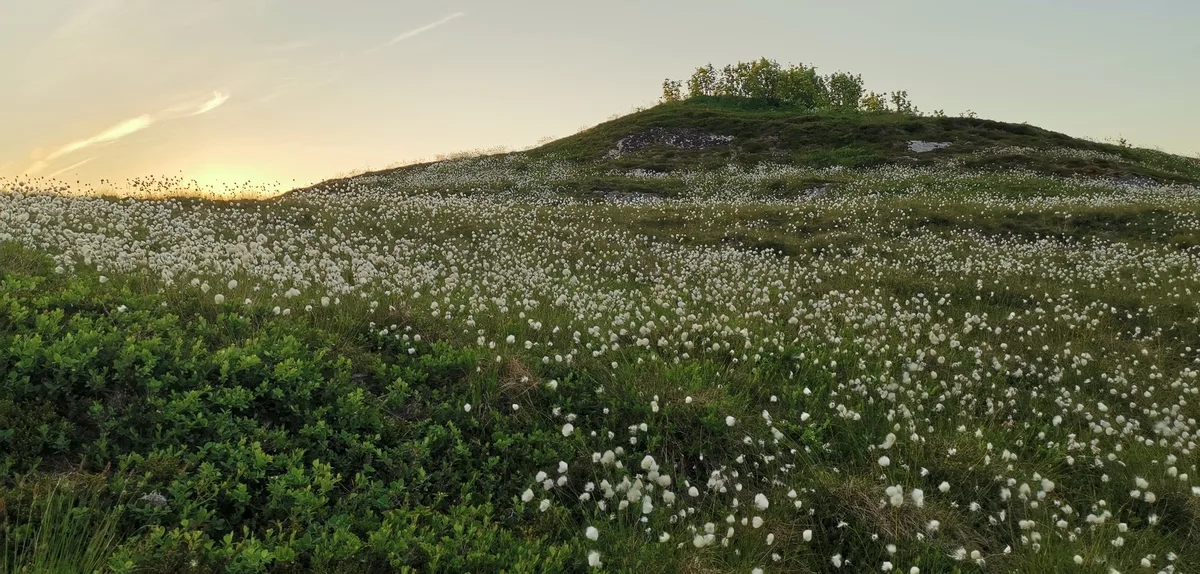 Flowers in June on Løkta