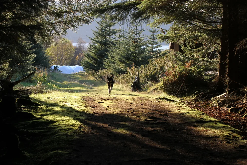 Trollskogen in October